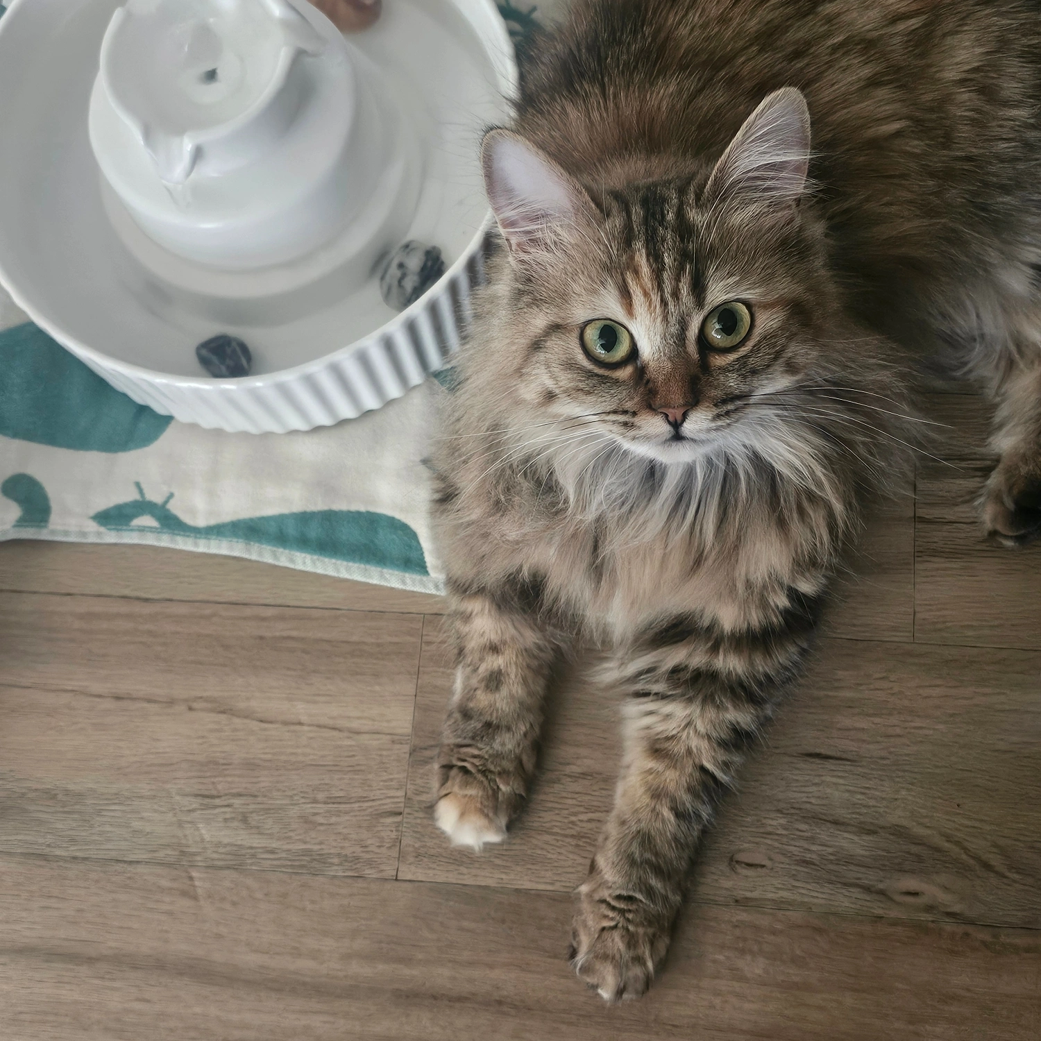 고양이 방광염 보조제