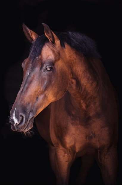 2026 병오년 말띠 신년운세 무료로 확인