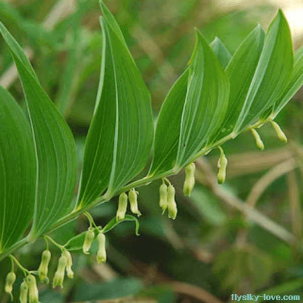 황정의 약용가치 및 다양한 활용법