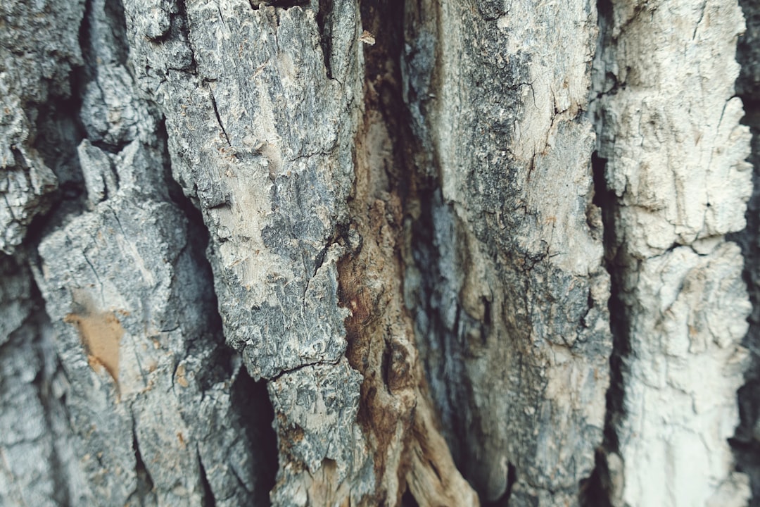 Basal