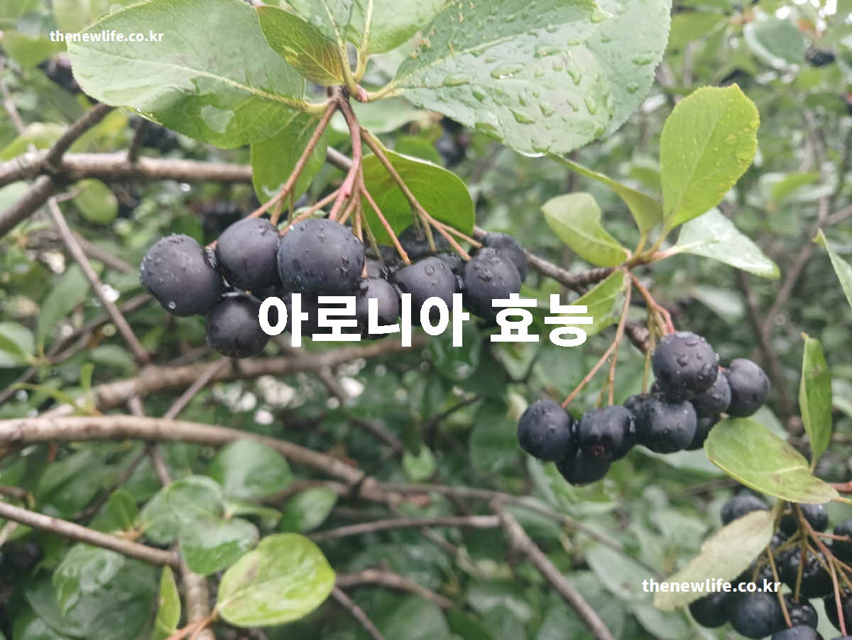 아로니아 효능 대표 실사진