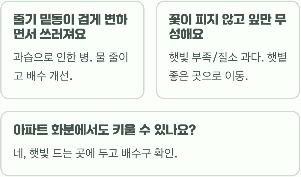 맨드라미 씨앗부터 꽃까지 키우기 A to Z (파종, 물주기, 관리법 총정리)