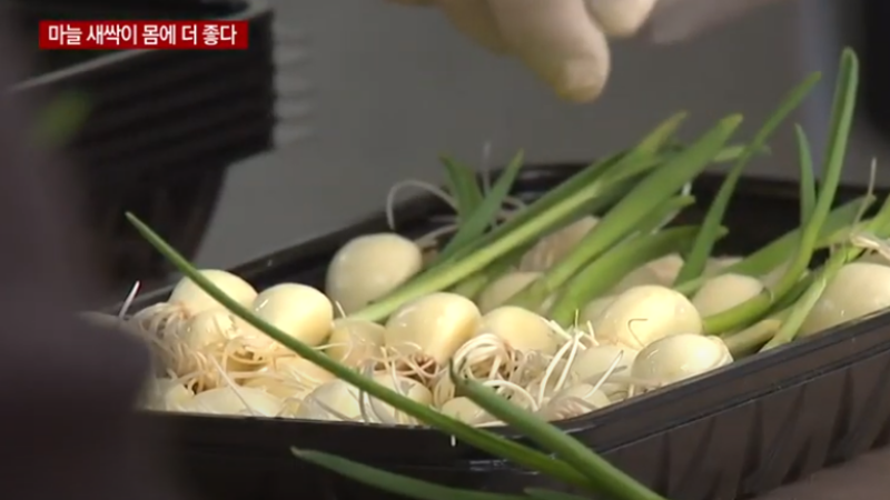 싹난마늘 먹어도될까 새싹마늘 효능 효과