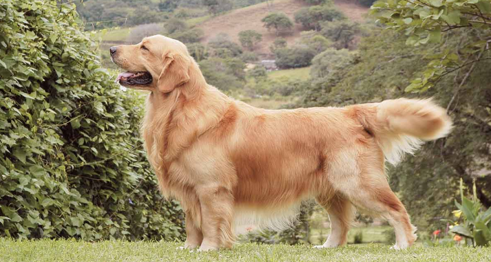 골든 리트리버의 사진