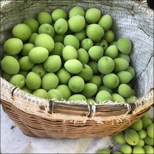 매실이 담겨있는 바구니