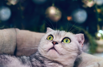 고양이 깜짝 놀랐어.