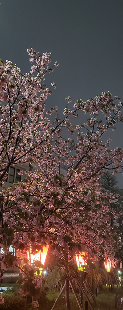 오사카 조폐국 야에자쿠라