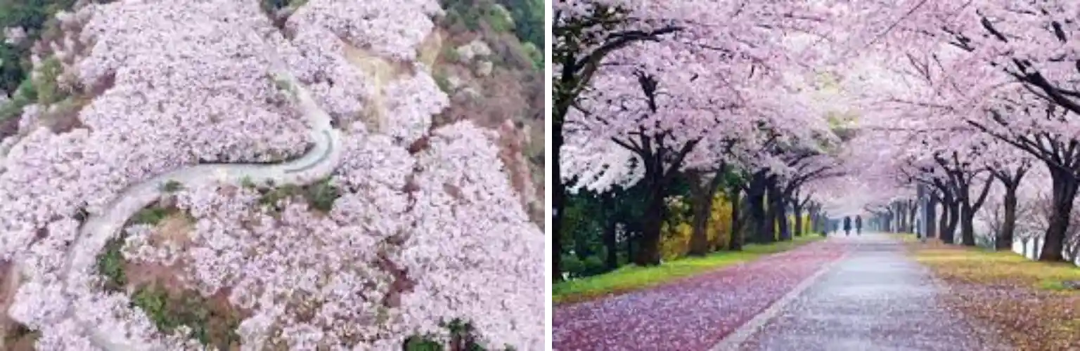 황령산 벚꽃 도로 사진