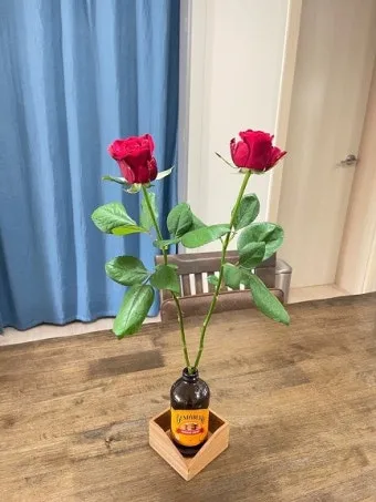 장미 재배 전정 시기 병해 예방 풍성한 개화_16