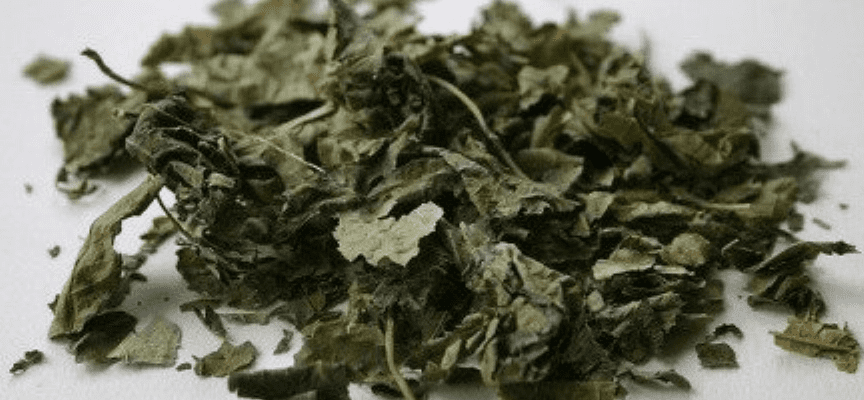 말린 뽕잎이 놓여 있다