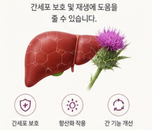 밀크씨슬 효과와 복용법