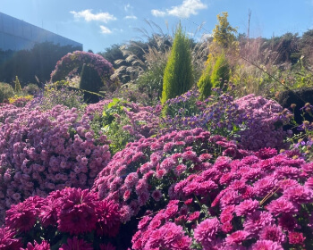 벽초지 수목원 가을꽃 국화축제_26