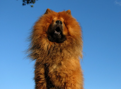 하늘을 배경으로 한 차우차우.