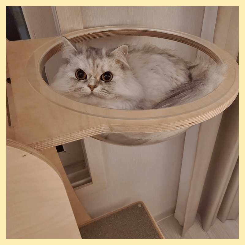 캣타워가-필요한-고양이