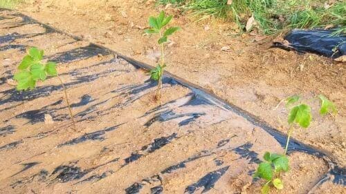 당위-재배법-파종시기-모종-심는시기-정식시기-정식방법-심는방버-아주심기방법