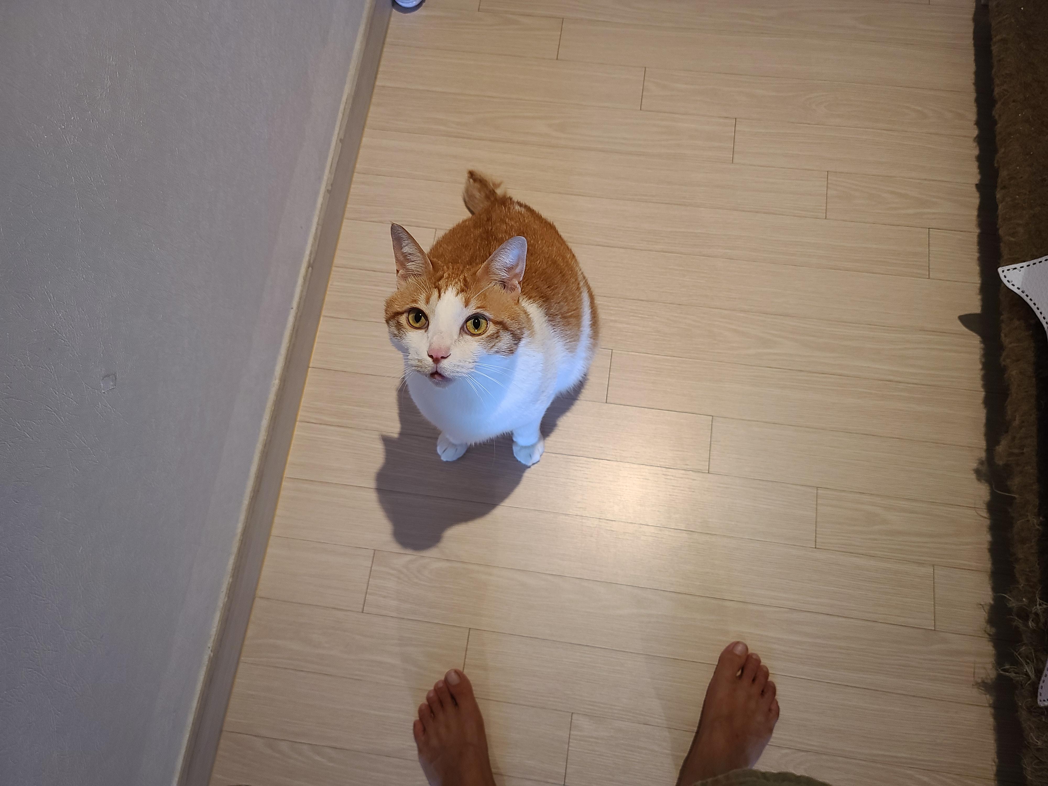 막둥이 발라당의 이유...ㅜㅜ