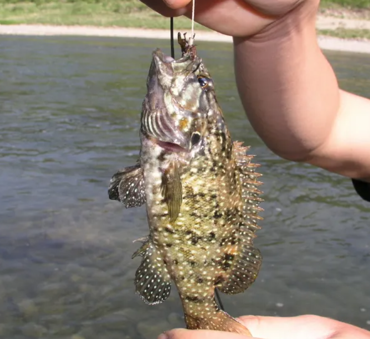 2025 쏘가리 금어기 기간