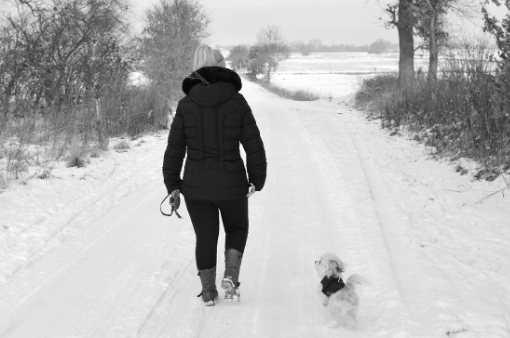 반려견 겨울산책 온도