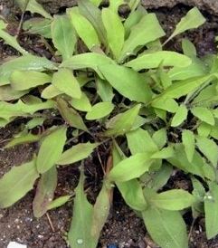 씀바귀 효능과 부작용 먹는법 고르는법