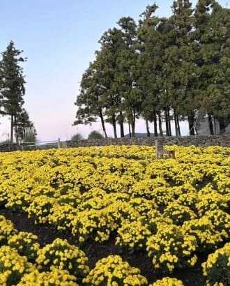 2025 제주 보롬왓 튤립축제
