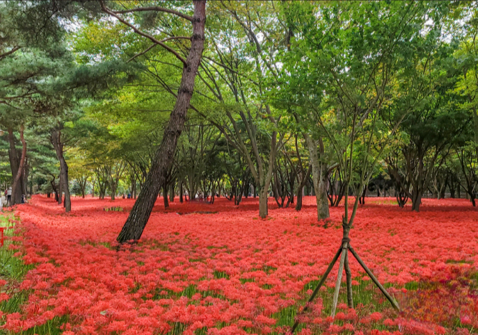 상사화
