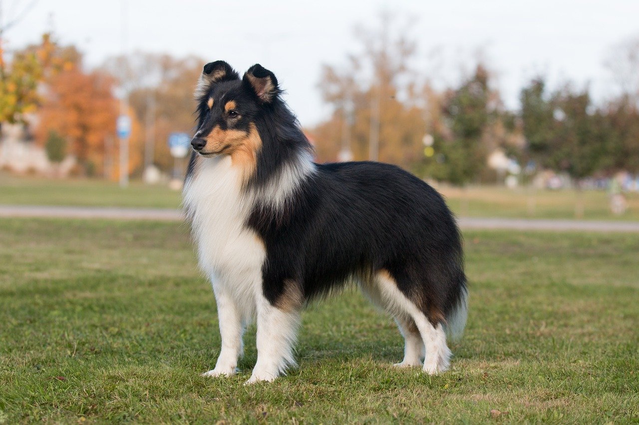 콜리(Collie)5