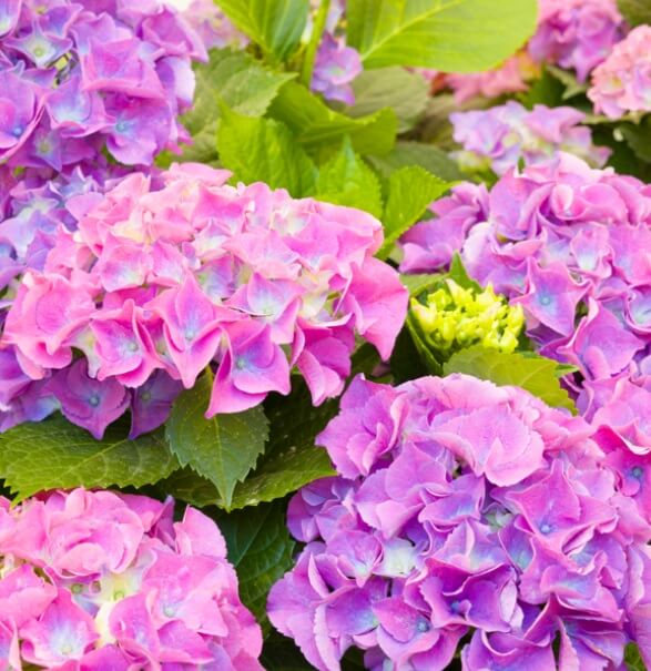 생생정보 택시맛객 용인여행 용인자작나무숲 봄꽃축제 실내스카이다이빙체험 족발맛집 평원집 