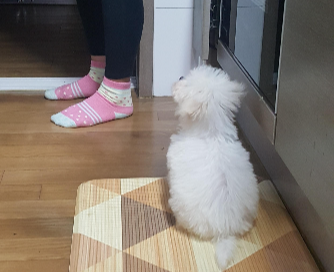강아지 물 많이 마시는 이유, 갑자기 음수량이 늘었다면 확인할 것들