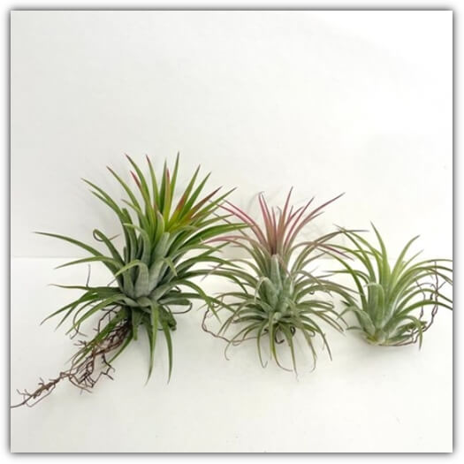 틸란드시아 이오난사