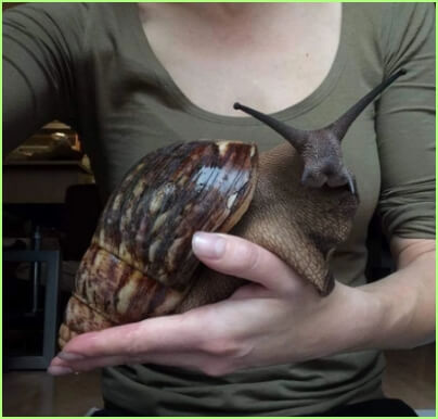 아프리카 왕 달팽이