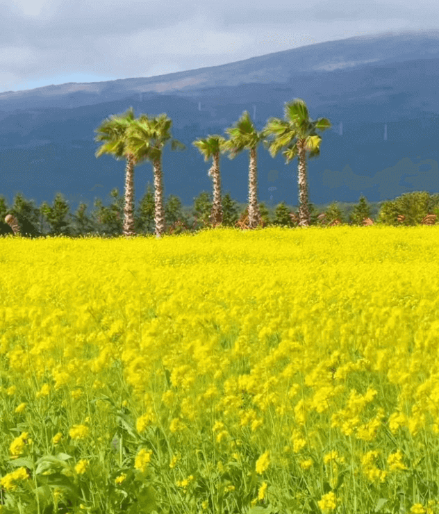 제주도 휴애리 유채꽃축제 2