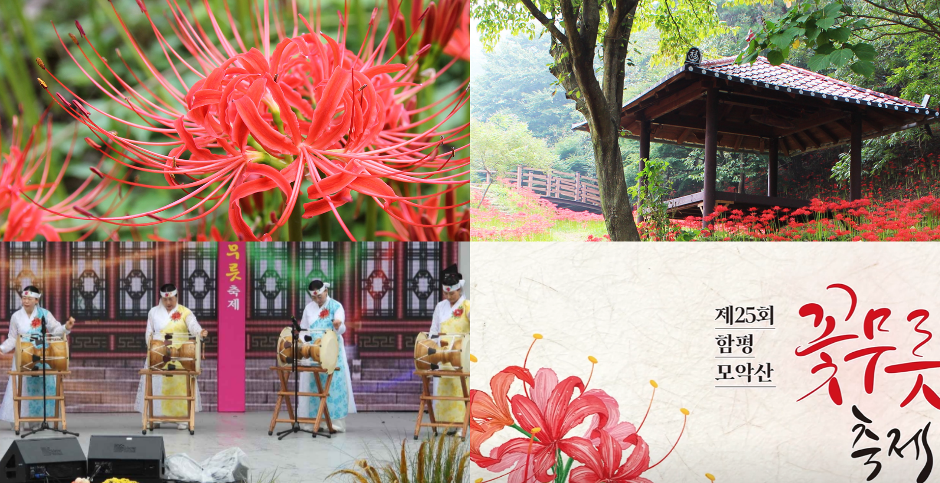 함평 모악산 꽃무릇 축제
