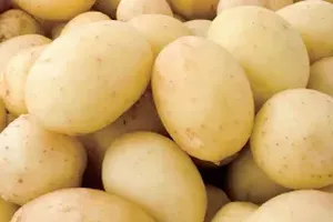 감자