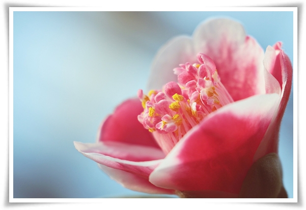 "동백꽃" 겨울의 끝 봄의 우아함을 담은 붉은 보석!