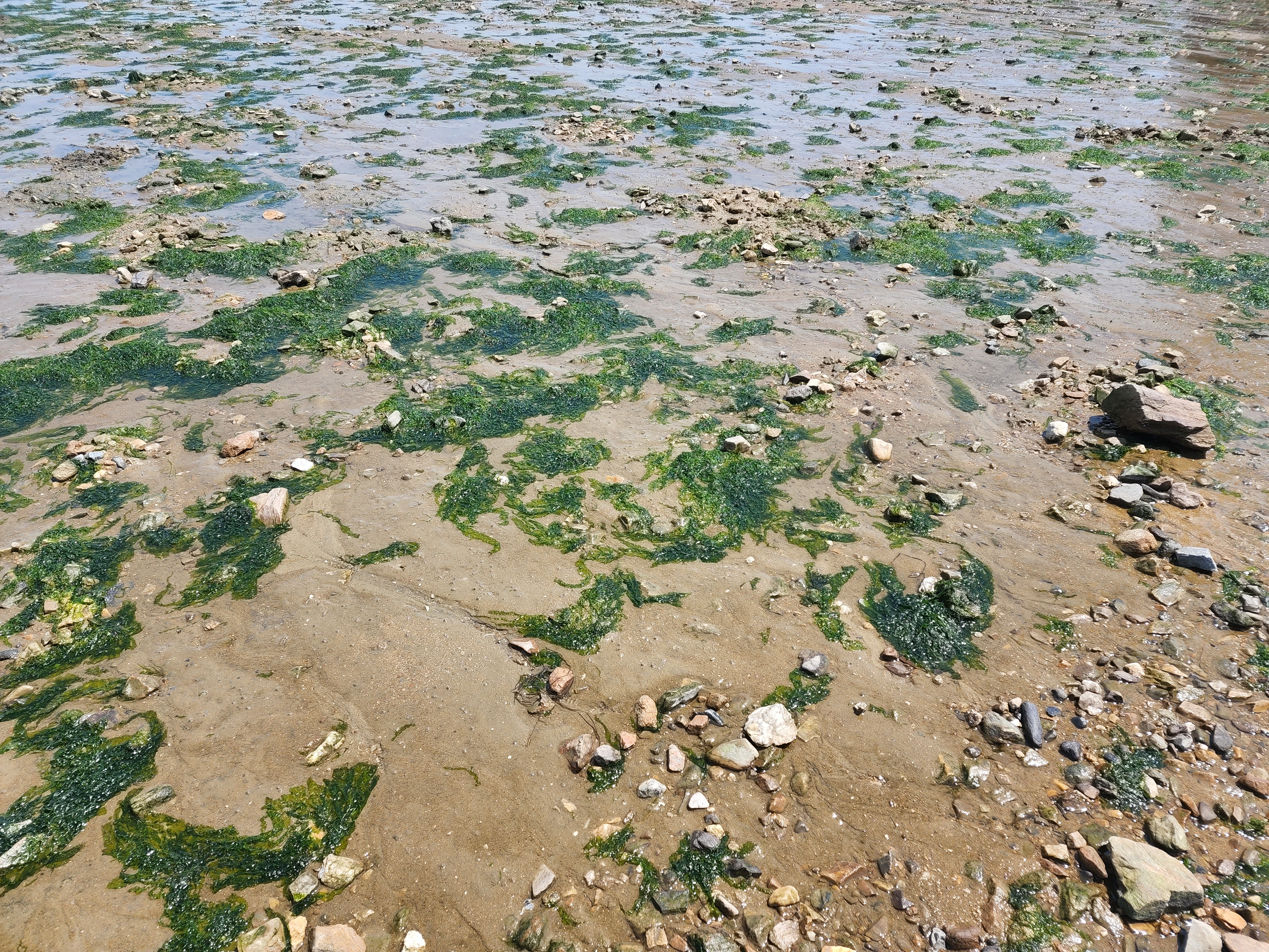 왜목마을 갯벌과 미역