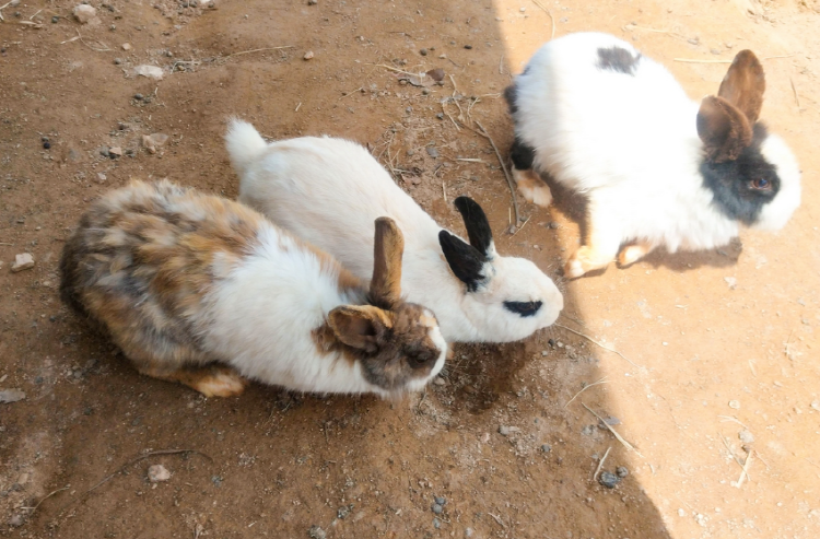 파주 퍼스트가든