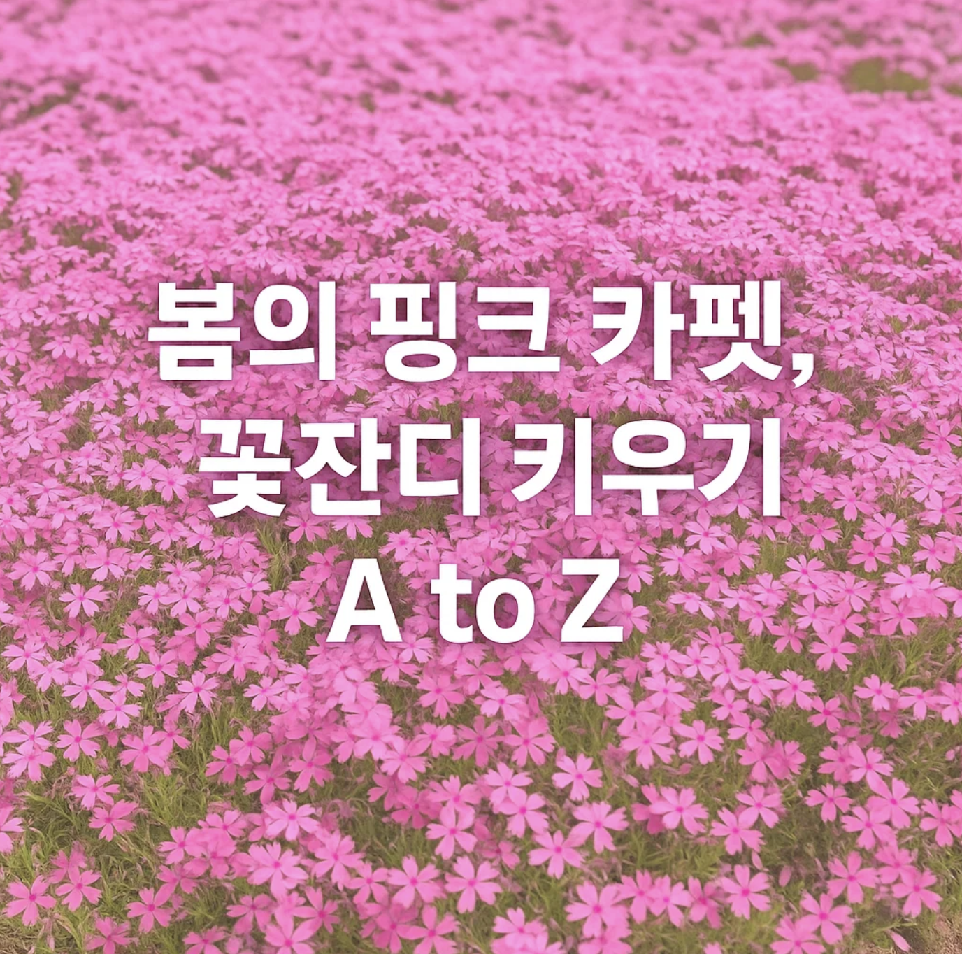 봄의 핑크 카펫, 꽃잔디 키우기 A to Z