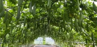 수세미 재배 덩굴 유인 통풍 관리 수확 건조_9