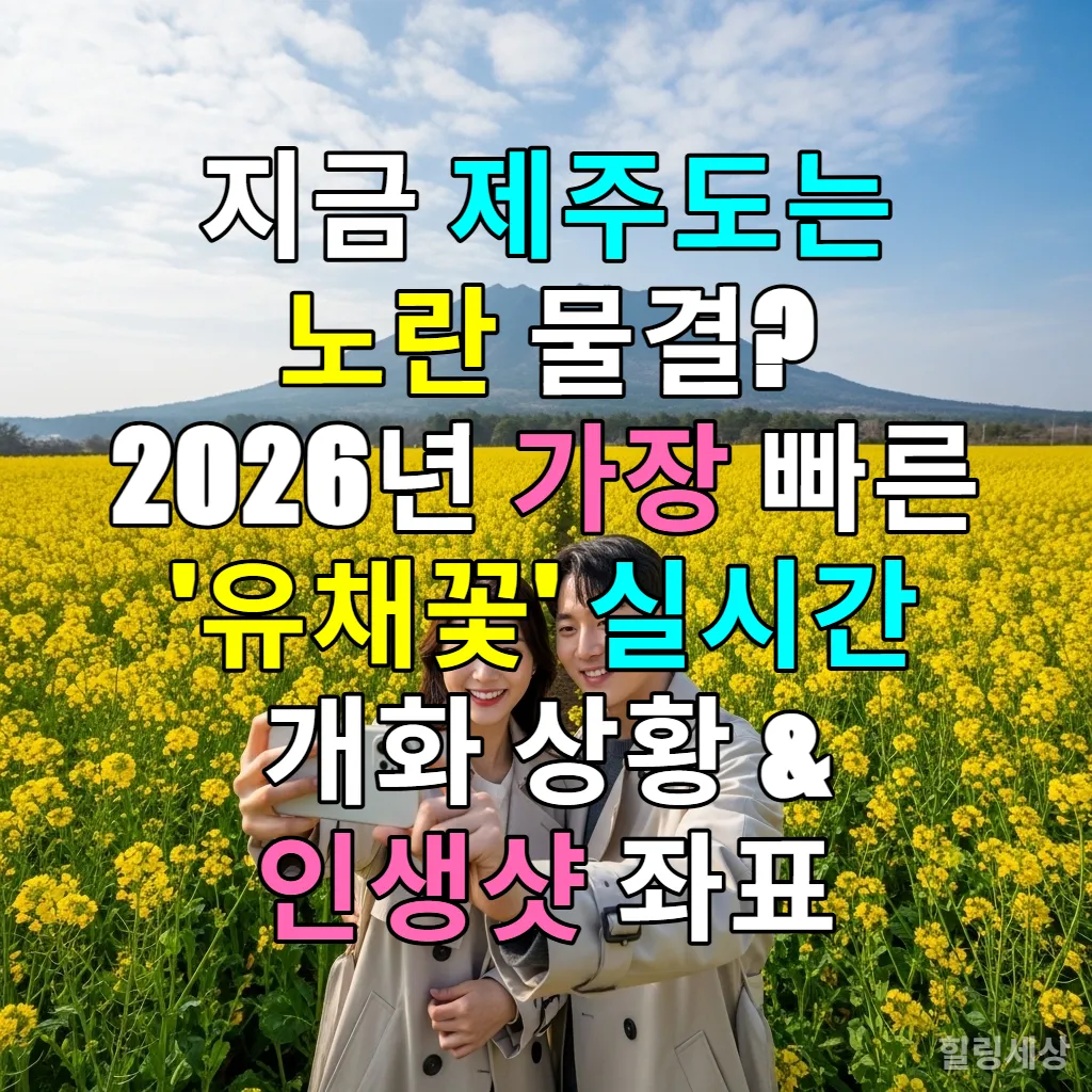 2026년 2월 제주도 산방산 앞 만개한 유채꽃밭에서 사진을 찍는 커플의 모습