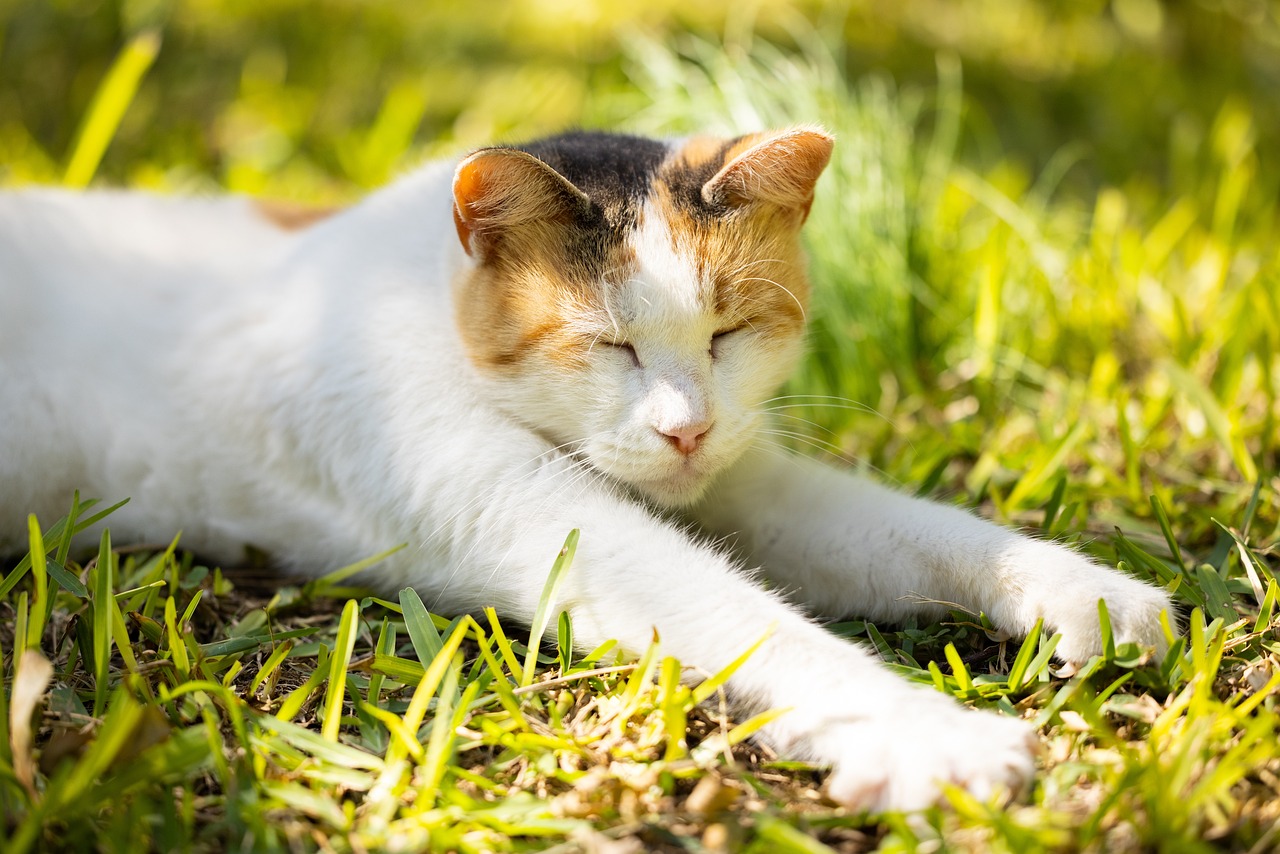 고양이 발톱 깎는 방법 깎기 꿀팁