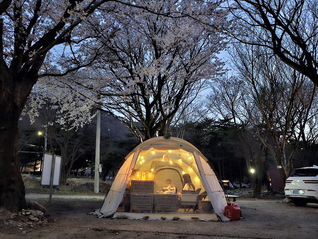 벚꽃 아래 인기 사이트