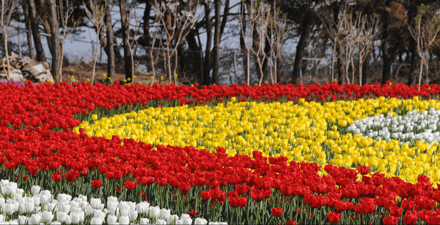 세계튤립꽃박람회