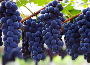 2024영동포도축제-추풍령가요제