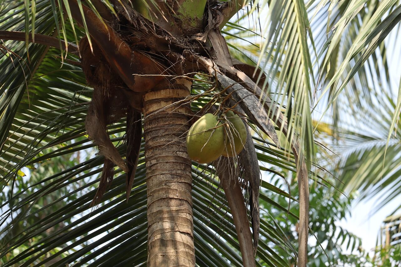 코코넛 워터 효능