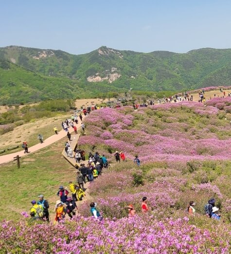 2025 합천 황매산 철쭉제 일정 총정리 및 철쭉 개화현황