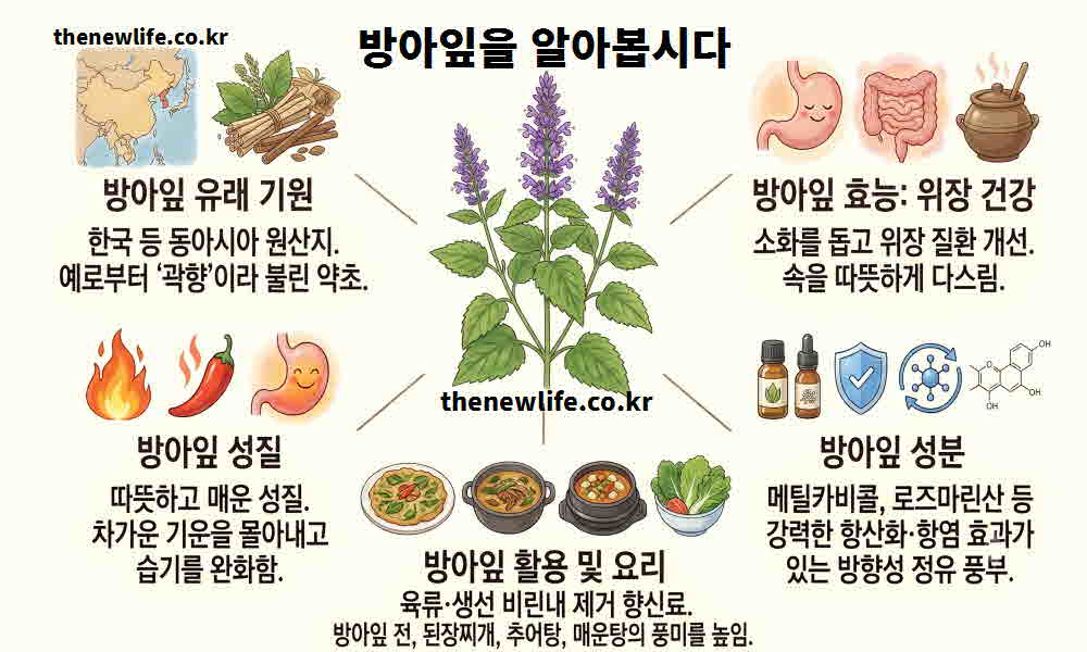 방아잎 효능 기본정보