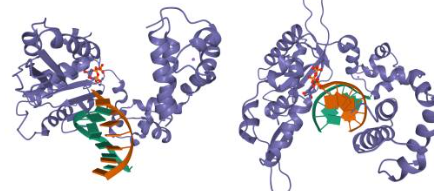 암 억제 유전자 RUNX3