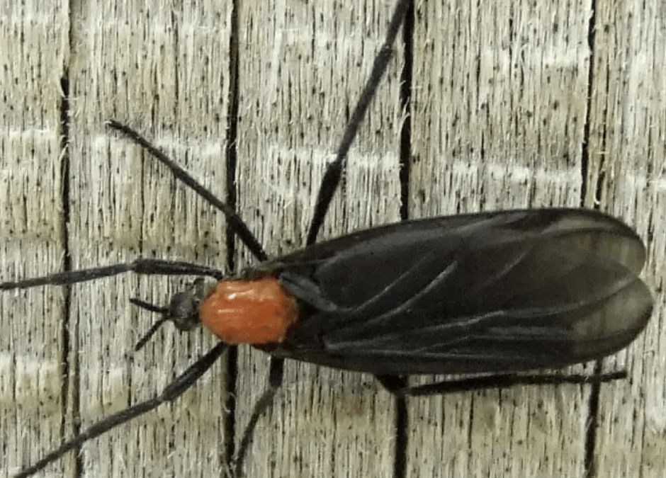 나무벽에 단독으로 붙어 있는 러브버그