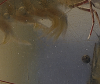 홍성남당항 대하축제