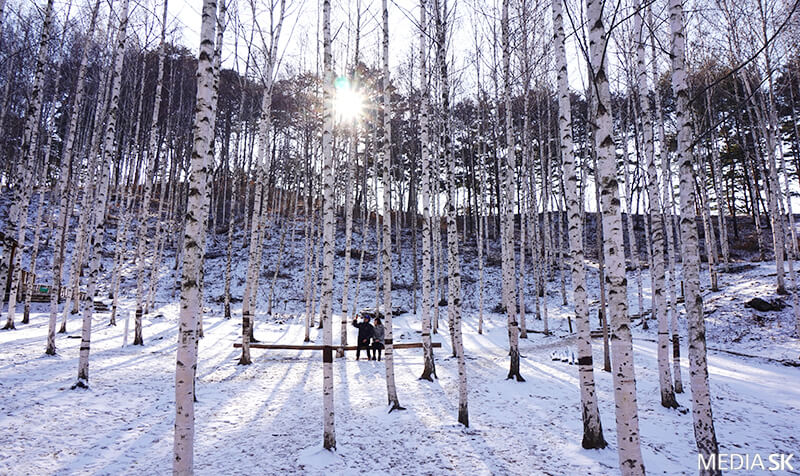 설연휴 국내 여행지 추천 - 인제 자작나무 숲